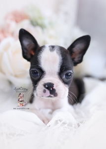 boston terrier puppy