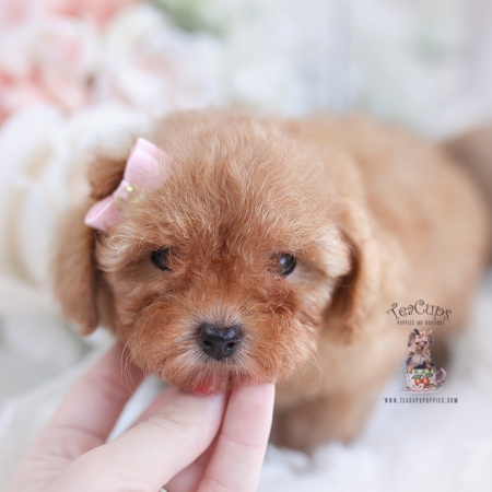 Merle Poodle Puppy #151 | Teacup Puppies & Boutique