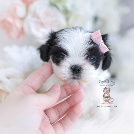 Imperial Shih Tzu Puppies For Sale by TeaCups, Puppies & Boutique ...