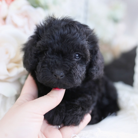 Teacup and Toy Poodle Puppies | Teacup Puppies & Boutique