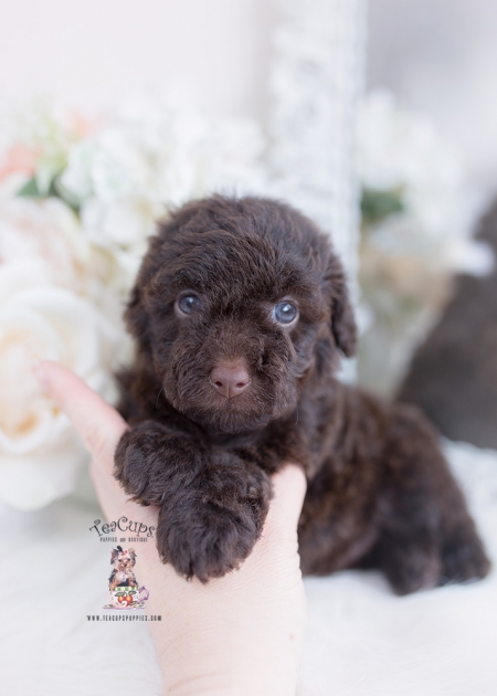 chocolate-poodle-129-a | Teacup Puppies & Boutique