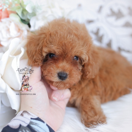 Teacup and Toy Poodle Puppies | Teacup Puppies & Boutique