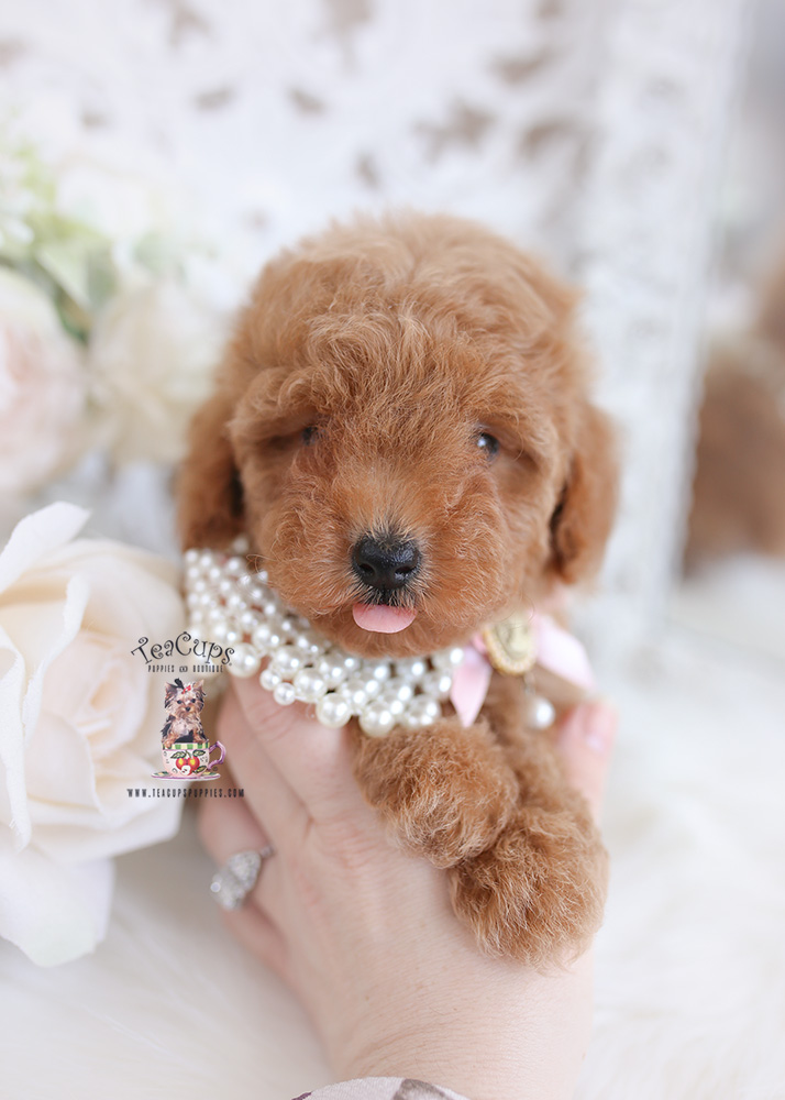 Red Poodle Breeder Miami Teacup Puppies Boutique