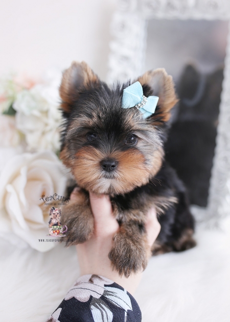 yorkie-puppy-168-a | Teacup Puppies & Boutique