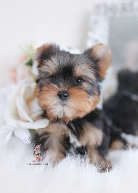 yorkie-puppy-for-sale-169-a | Teacup Puppies & Boutique