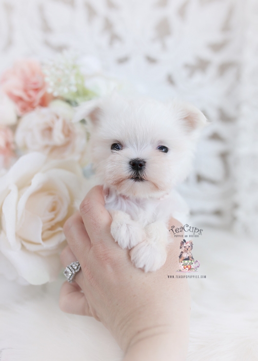 Teacup And Toy Maltese Puppies Teacup Puppies Boutique