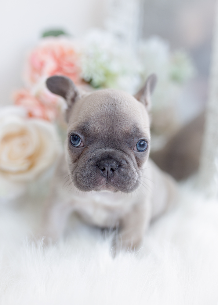 frenchie-248-a | Teacup Puppies & Boutique