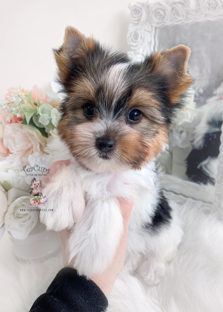 Teacup Yorkie Breeder Teacup Puppies And Boutique