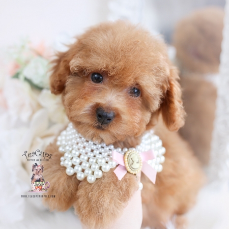 Teacup and Toy Poodle Puppies | Teacup Puppies & Boutique