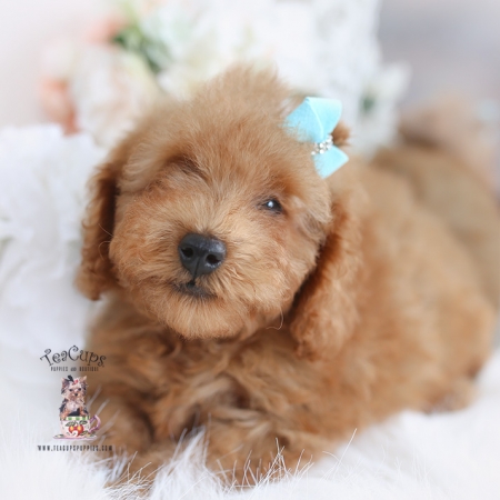 Teacup and Toy Poodle Puppies | Teacup Puppies & Boutique