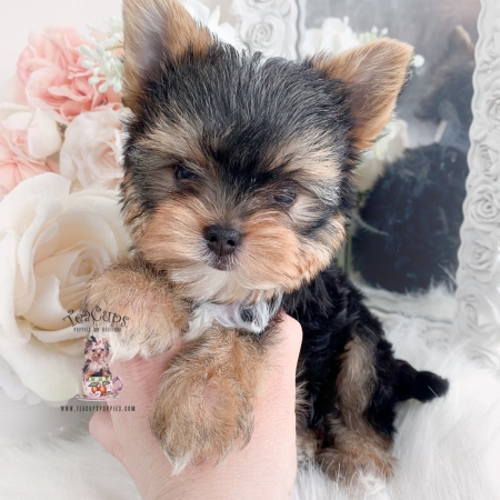 Toy or Teacup Yorkies for sale | Teacup Puppies & Boutique