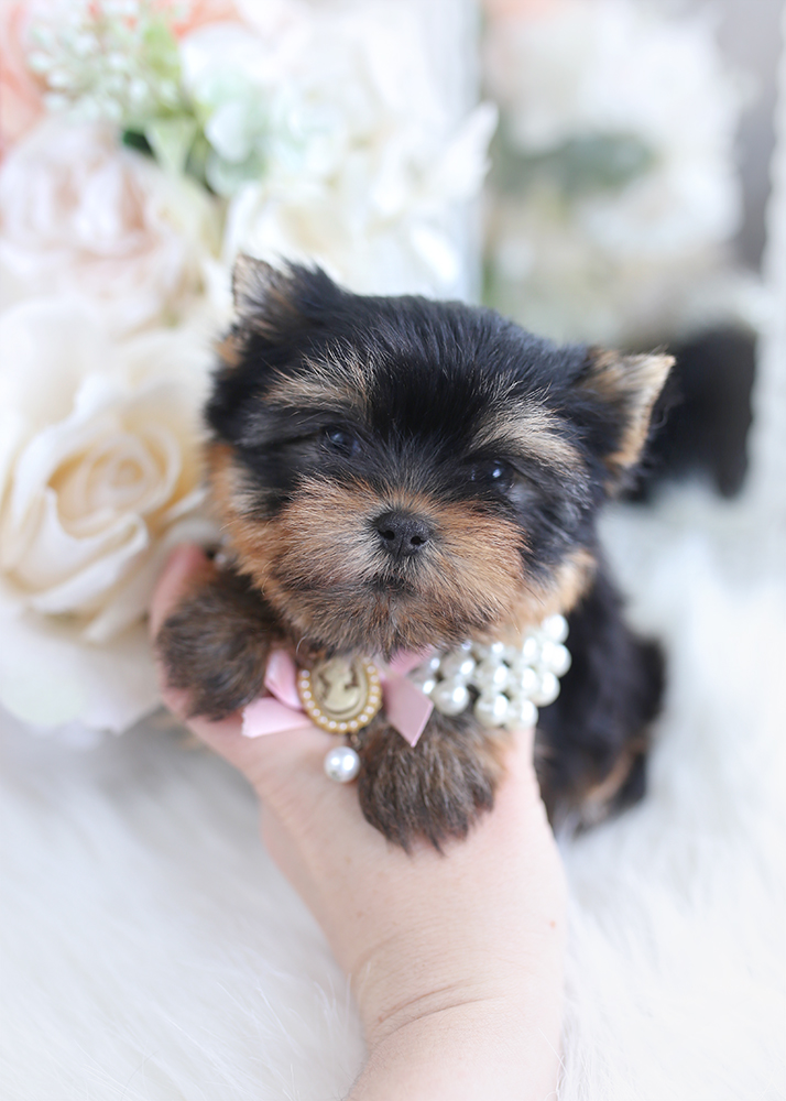 Teacup Yorkies Miami Teacup Puppies And Boutique