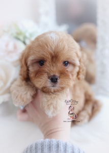 cavapoo puppy