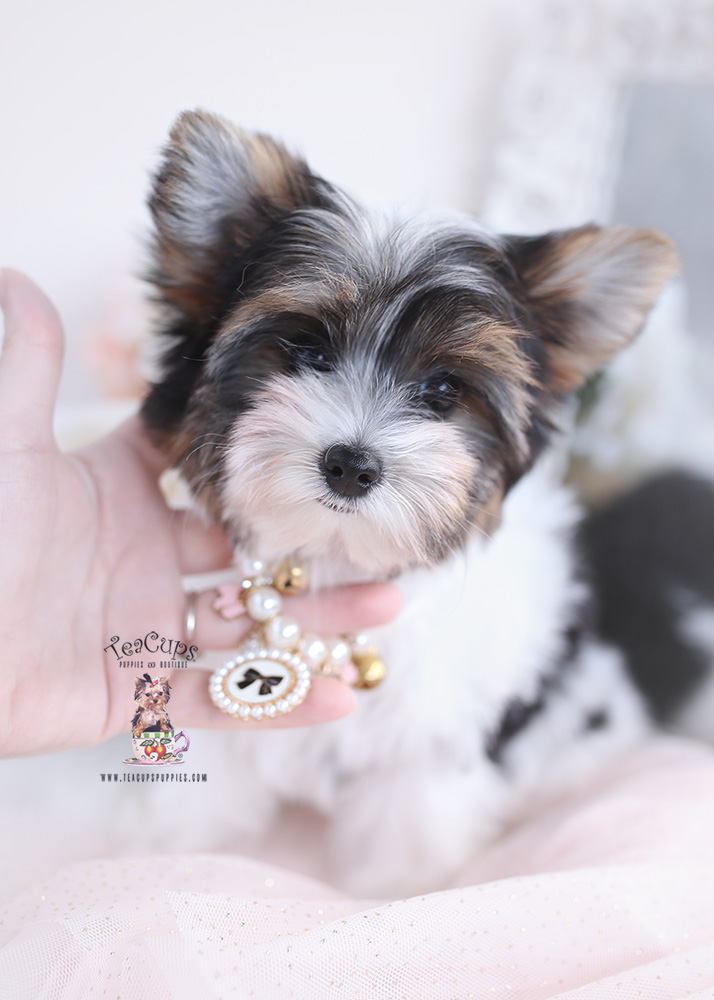 parti-yorkie-puppy-21-425 | Teacup Puppies & Boutique