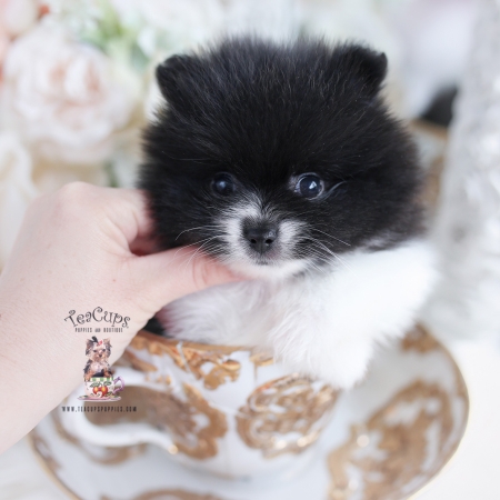 Tiny Teacup Pomeranian Puppies | Teacup Puppies & Boutique