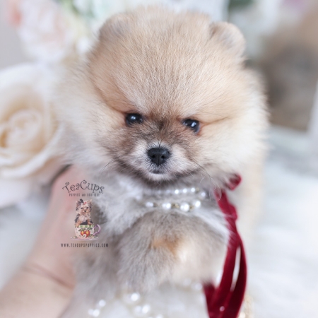 Tiny Teacup Pomeranian Puppies | Teacup Puppies & Boutique