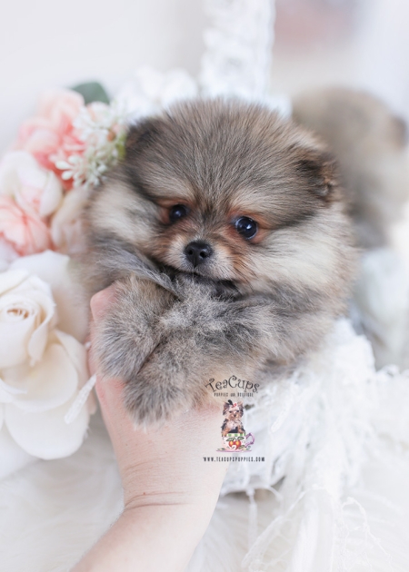 Teacup Pomeranian Puppies For Sale in Miami, Ft. Lauderdale | Teacup ...