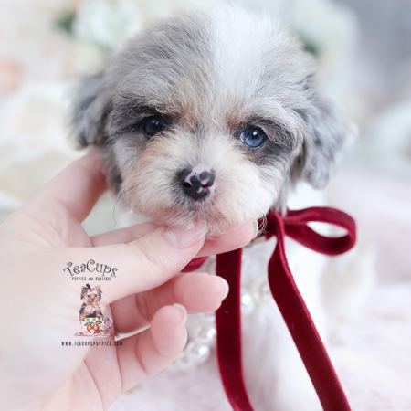 Teacup and Toy Poodle Puppies | Teacup Puppies & Boutique