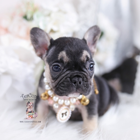 French Bulldog Puppies For Sale by TeaCups, Puppies & Boutique | Teacup ...