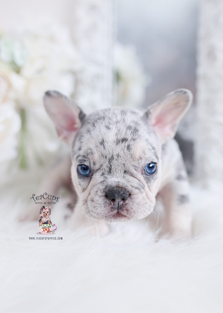 Adorable English Bulldog Puppies for Sale | Teacup Puppies & Boutique