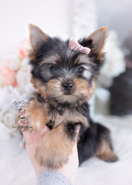 Parti Teacup Yorkie Puppies | Teacup Puppies & Boutique