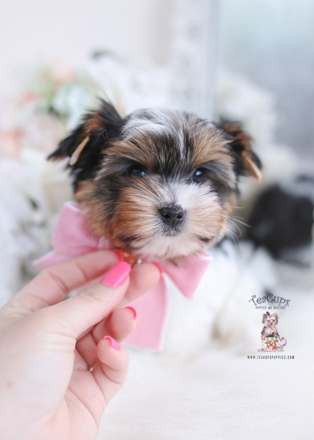 Teacup Yorkies Miami | Teacup Puppies & Boutique