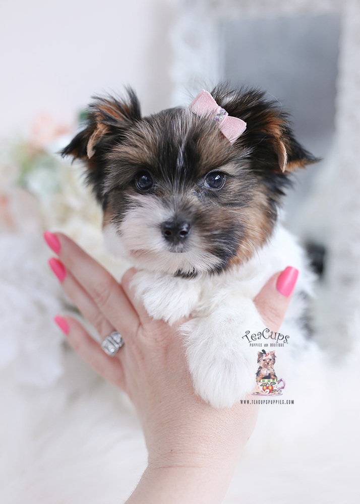 Florida Teacup Yorkies | Teacup Puppies & Boutique