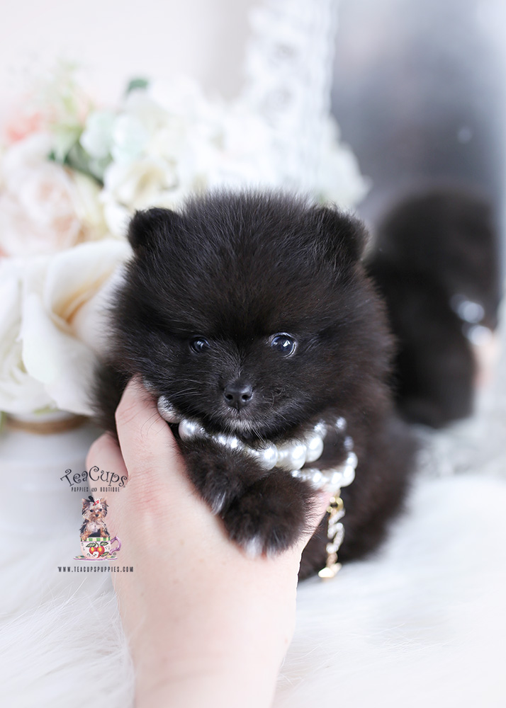 Teacup Chihuahuas For Sale | Teacup Puppies & Boutique