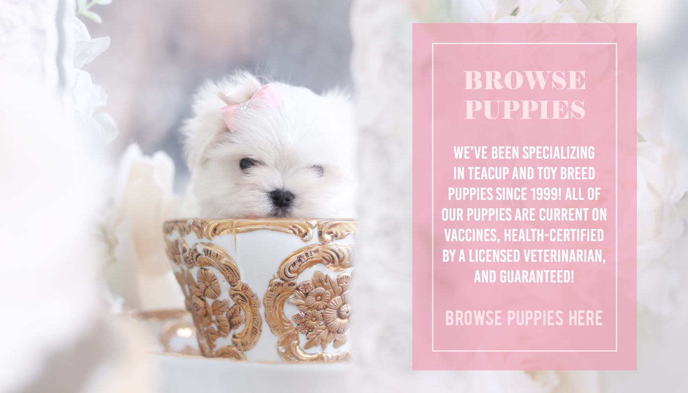 https://www.teacupspuppies.com/wp-content/uploads/2022/06/teacup-puppies-for-sale-tea-cup-dogs-south-florida-puppy-boutiquea.jpg