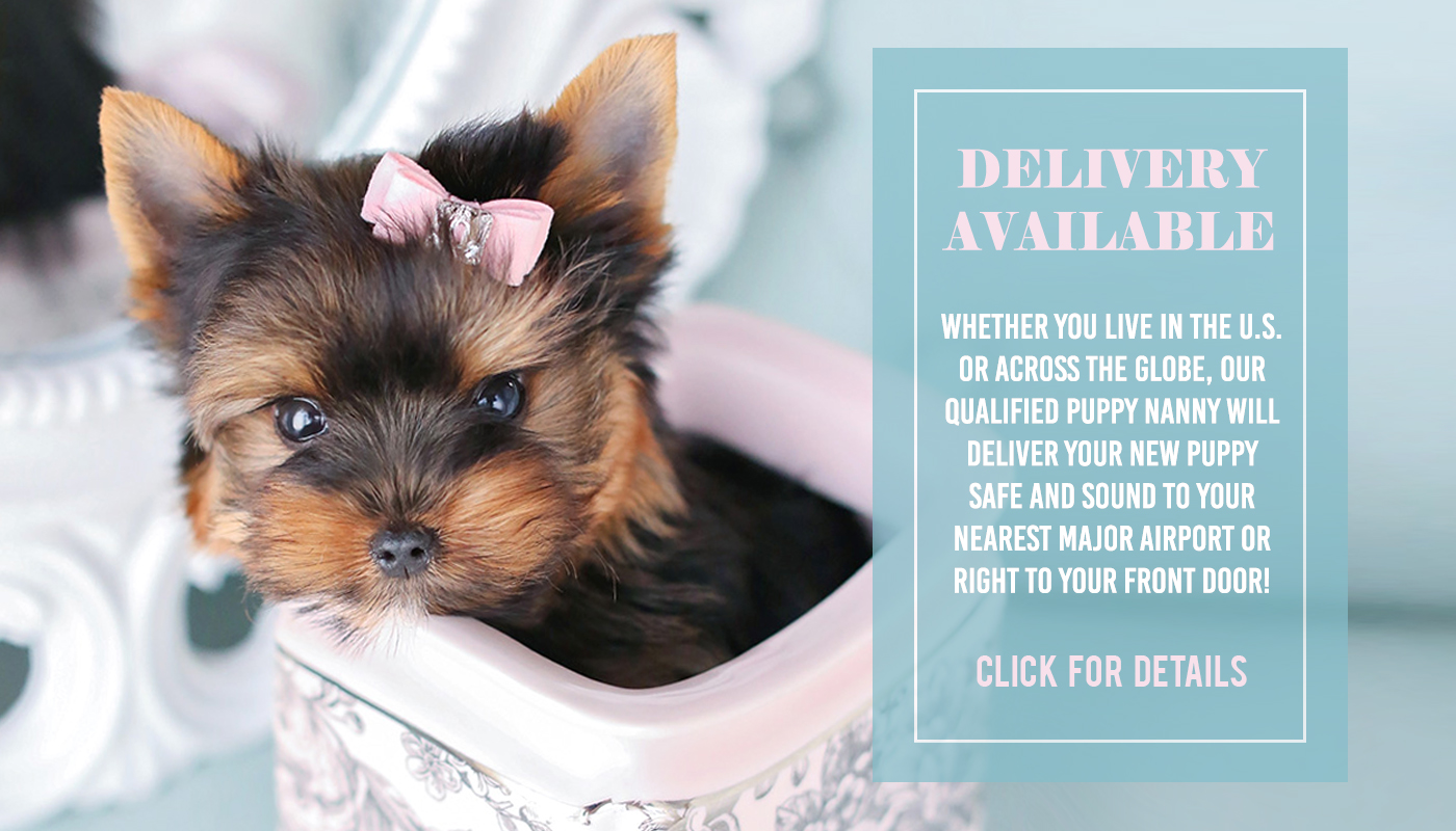 are teacup puppies hypoallergenic