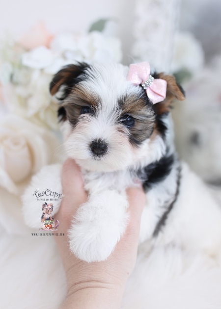 Florida Teacup Yorkies | Teacup Puppies & Boutique