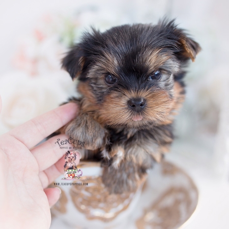 Chocolate Yorkie Breeder | Teacup Puppies & Boutique