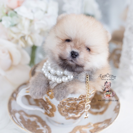 Tiny Teacup Pomeranian Puppies | Teacup Puppies & Boutique