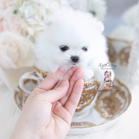 Tiny Teacup Pomeranian Puppies | Teacup Puppies & Boutique