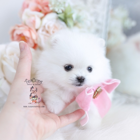 Tiny Teacup Pomeranian Puppies | Teacup Puppies & Boutique