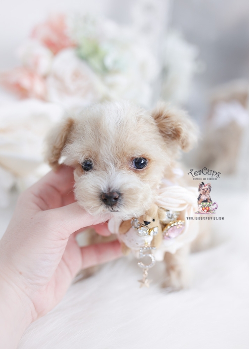 Toy Teacup Puppies For Sale | Teacup Puppies & Boutique