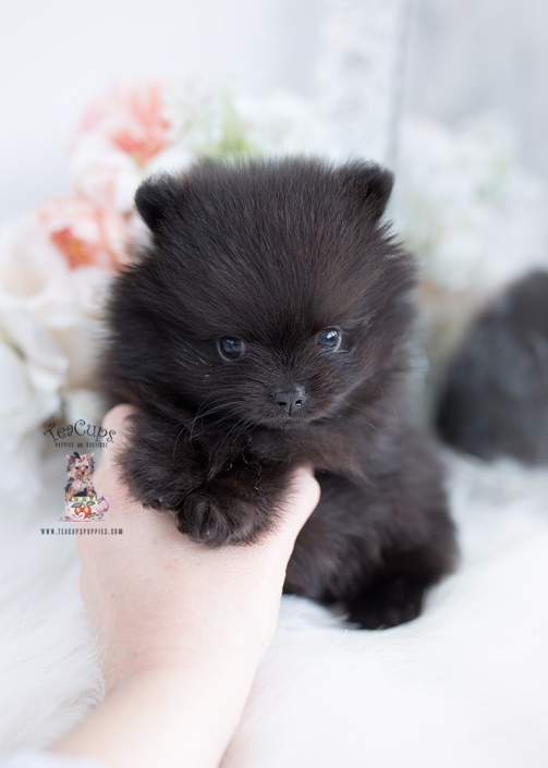 Tiny Teacup Pomeranian Puppies | Teacup Puppies & Boutique