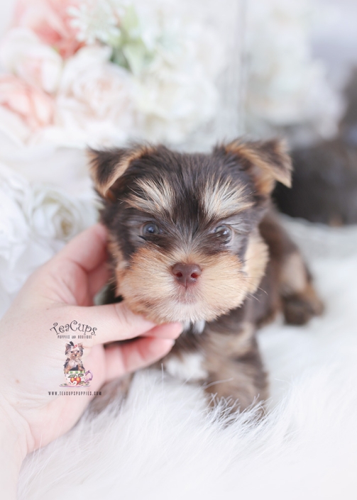 Toy Teacup Puppies For Sale | Teacup Puppies & Boutique