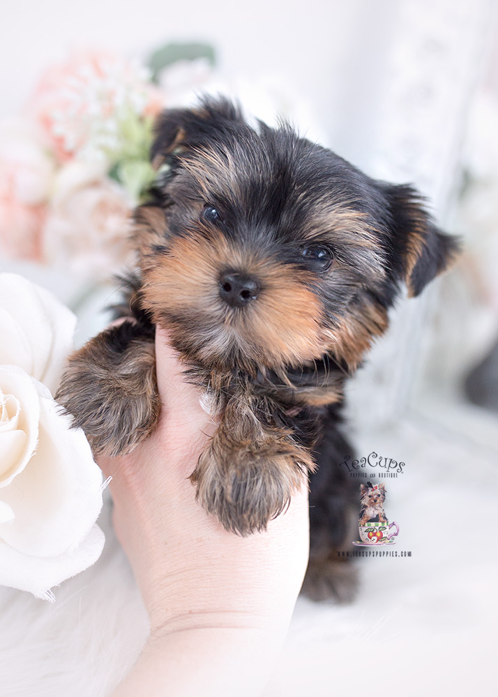 Teacup Yorkie Breeder | Teacup Puppies & Boutique