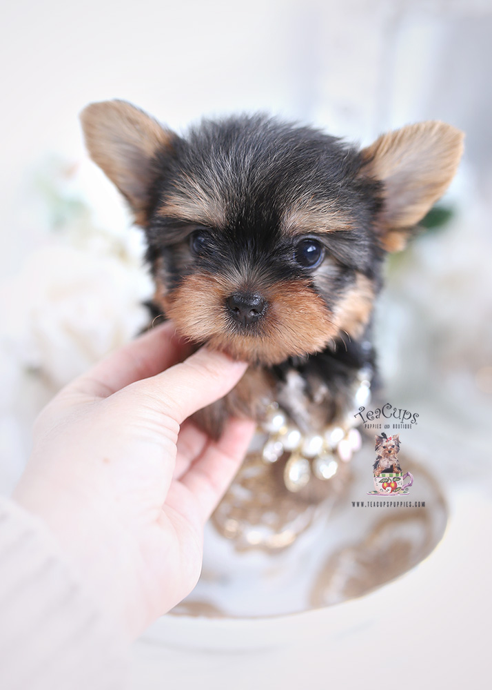 Teacup Pomeranian Puppies For Sale in Miami, Ft. Lauderdale | Teacup ...