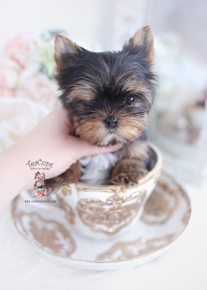 Teacup Pomeranian Puppies For Sale in Miami, Ft. Lauderdale Teacup