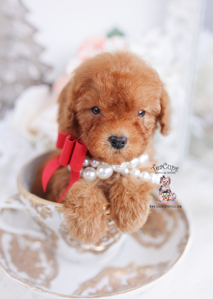 Chocolate Toy Poodle Puppies | Teacup Puppies & Boutique