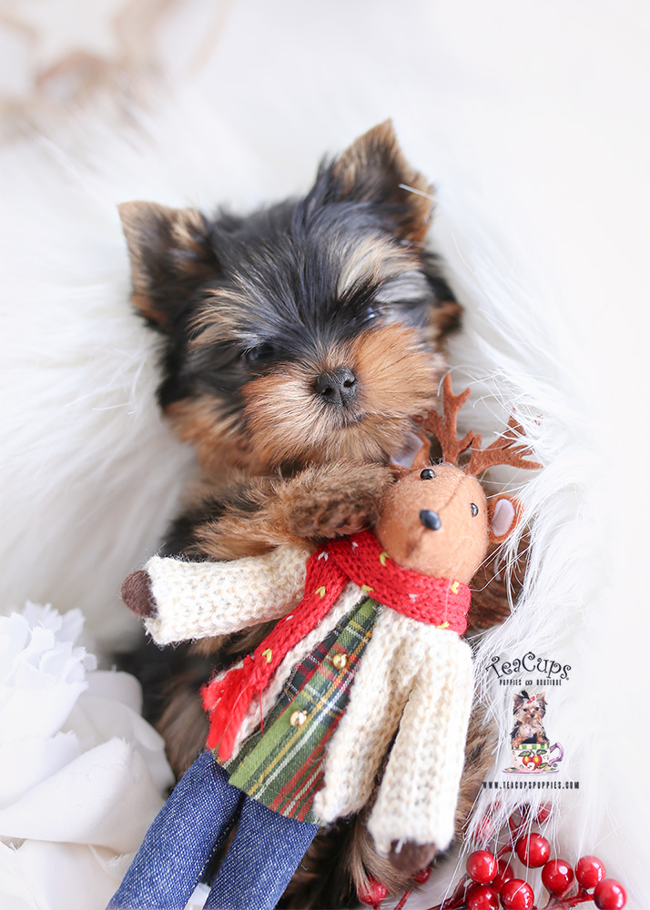 teacup yorkie boutique