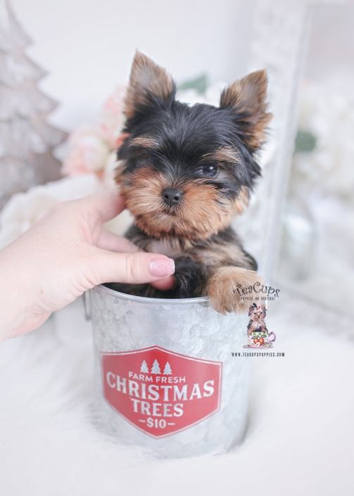 teacup silky yorkie for sale