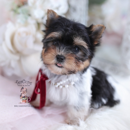 Biewer Terrier Puppies For Sale by TeaCups, Puppies & Boutique | Teacup ...