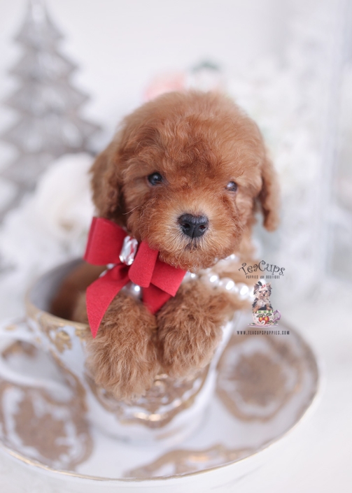 Teacup and Toy Poodle Puppies | Teacup Puppies & Boutique