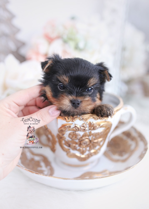 2 week old puppy not eating