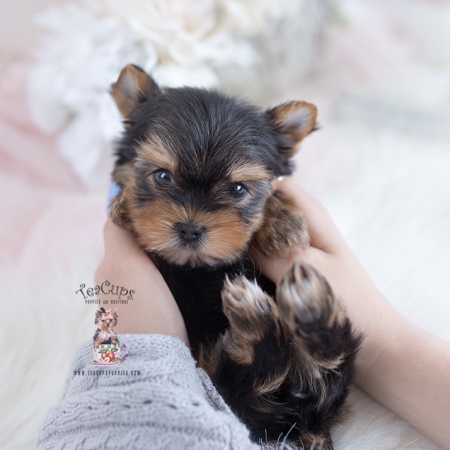 Toy or Teacup Yorkies for sale | Teacup Puppies & Boutique