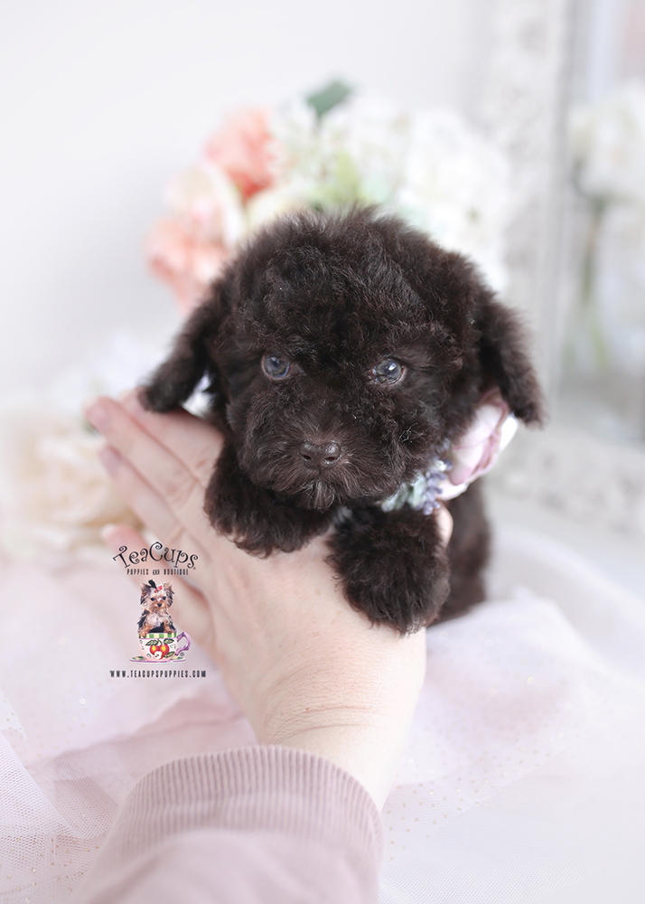 poodle-maltese-1 | Teacup Puppies & Boutique