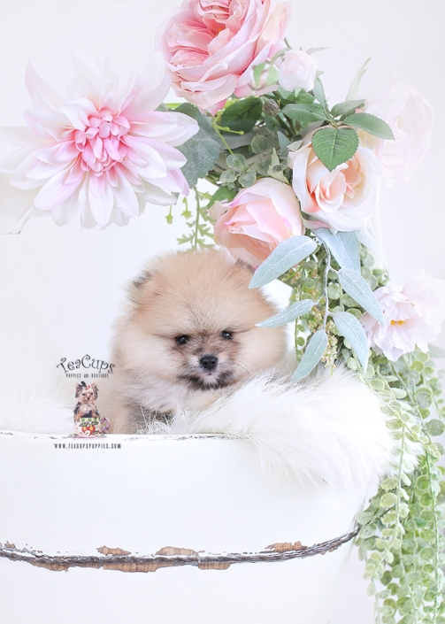 Tiny Teacup Pomeranian Puppies 